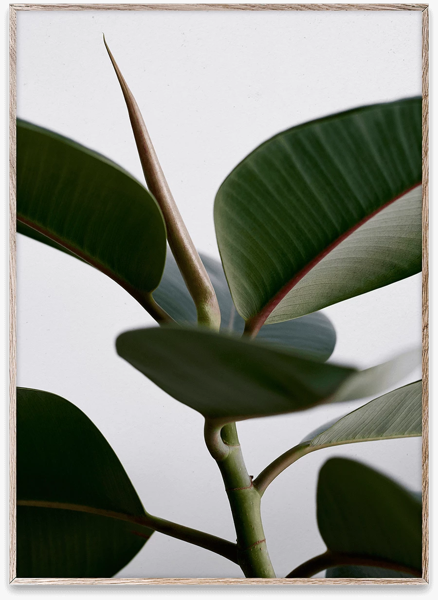 Paper Collective 30x40cm Matte Paper Green Home 02 Poster 3 Paper Collective 30x40cm Matte Paper Green Home 02 Poster